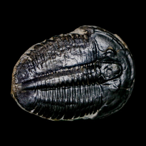 1.5" Elrathia Kingi Trilobite Fossil Utah Cambrian Age 521 Million Years Old COA