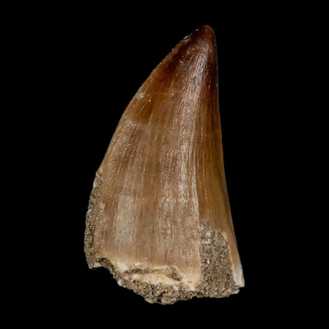 1.8" Mosasaur Prognathodon Fossil Tooth Cretaceous Dinosaur Era COA & Stand - Fossil Age Minerals