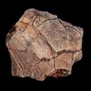 0.7" Tenontosaurus Fossil Bone Cloverly FM Cretaceous Dinosaur Montana COA Display