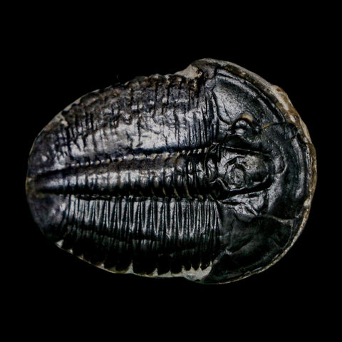 1.5" Elrathia Kingi Trilobite Fossil Utah Cambrian Age 521 Million Years Old COA