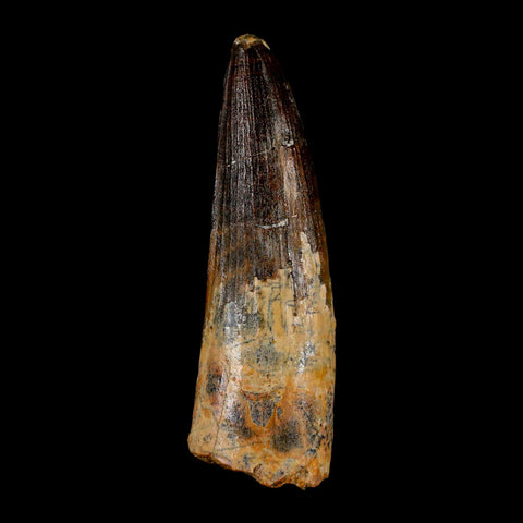 XL 3.6" Spinosaurus Fossil Tooth 100 Million Years Old Cretaceous Dinosaur COA - Fossil Age Minerals