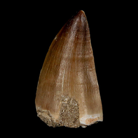 1.8" Mosasaur Prognathodon Fossil Tooth Cretaceous Dinosaur Era COA & Stand - Fossil Age Minerals