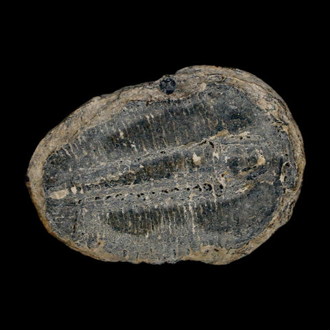 1.5" Elrathia Kingi Trilobite Fossil Utah Cambrian Age 521 Million Years Old COA