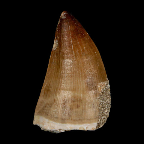 1.8" Mosasaur Prognathodon Fossil Tooth Cretaceous Dinosaur Era COA & Stand - Fossil Age Minerals
