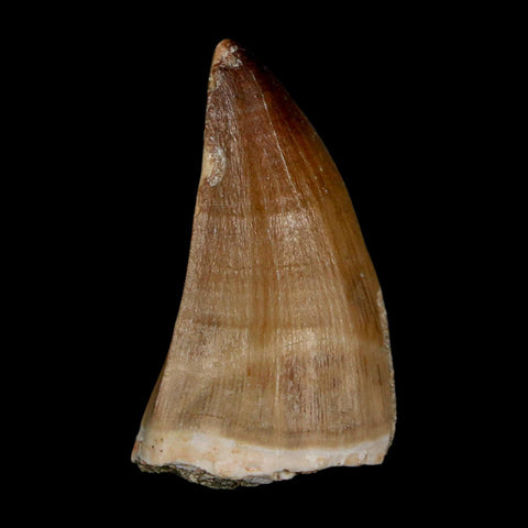 1.8" Mosasaur Prognathodon Fossil Tooth Cretaceous Dinosaur Era COA & Stand - Fossil Age Minerals