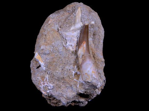 1.9" Plesiosaur Zarafasaura Tooth Fossil In Matrix Cretaceous Dinosaur Era COA - Fossil Age Minerals