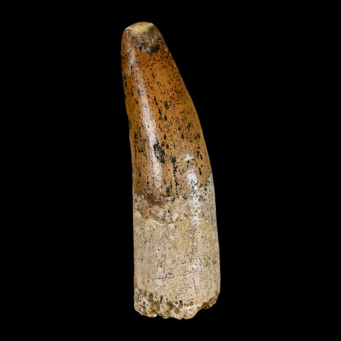 XL 3.3" Spinosaurus Fossil Tooth 100 Million Years Old Cretaceous Dinosaur COA - Fossil Age Minerals