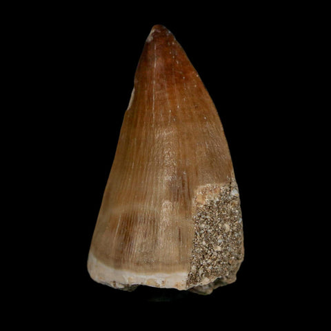 1.8" Mosasaur Prognathodon Fossil Tooth Cretaceous Dinosaur Era COA & Stand - Fossil Age Minerals