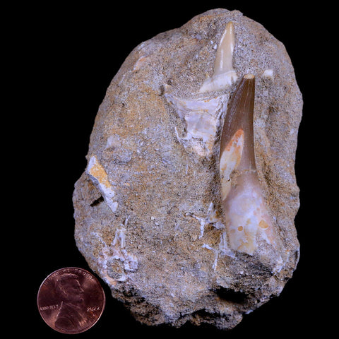 1.9" Plesiosaur Zarafasaura Tooth Fossil In Matrix Cretaceous Dinosaur Era COA - Fossil Age Minerals