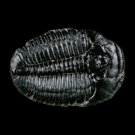 1.5" Elrathia Kingi Trilobite Fossil Utah Cambrian Age 521 Million Years Old COA