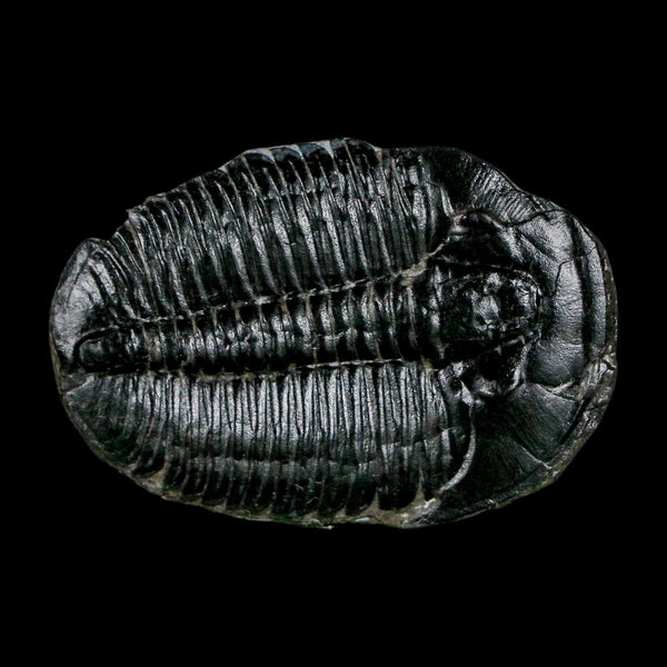 1.5