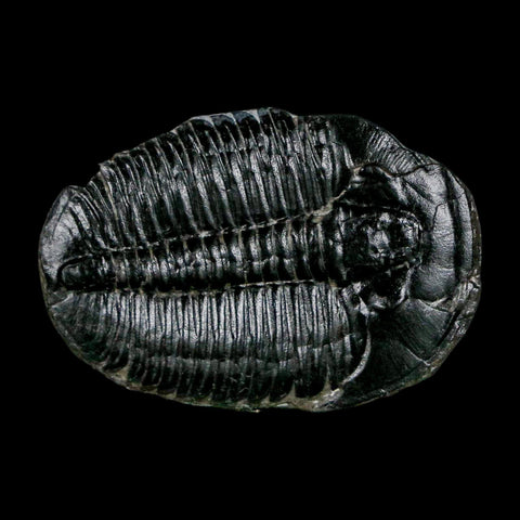 1.5" Elrathia Kingi Trilobite Fossil Utah Cambrian Age 521 Million Years Old COA - Fossil Age Minerals