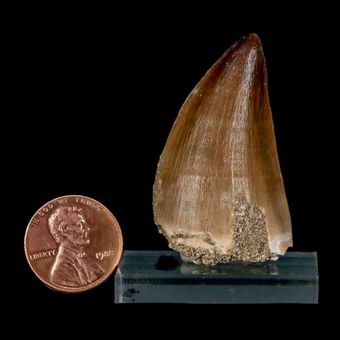 1.8" Mosasaur Prognathodon Fossil Tooth Cretaceous Dinosaur Era COA & Stand - Fossil Age Minerals