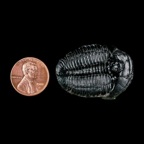 1.5" Elrathia Kingi Trilobite Fossil Utah Cambrian Age 521 Million Years Old COA - Fossil Age Minerals