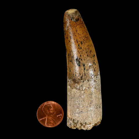 XL 3.3" Spinosaurus Fossil Tooth 100 Million Years Old Cretaceous Dinosaur COA - Fossil Age Minerals