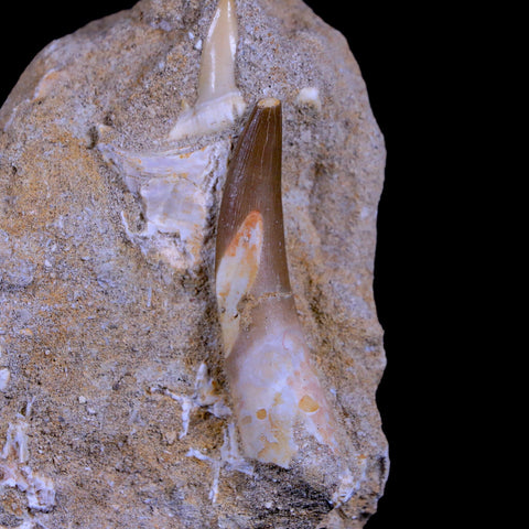 1.9" Plesiosaur Zarafasaura Tooth Fossil In Matrix Cretaceous Dinosaur Era COA - Fossil Age Minerals
