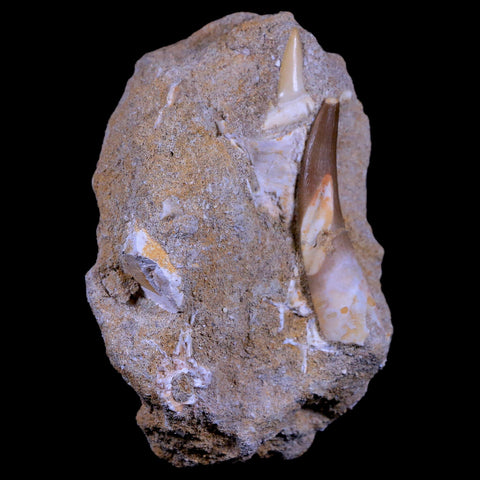 1.9" Plesiosaur Zarafasaura Tooth Fossil In Matrix Cretaceous Dinosaur Era COA - Fossil Age Minerals