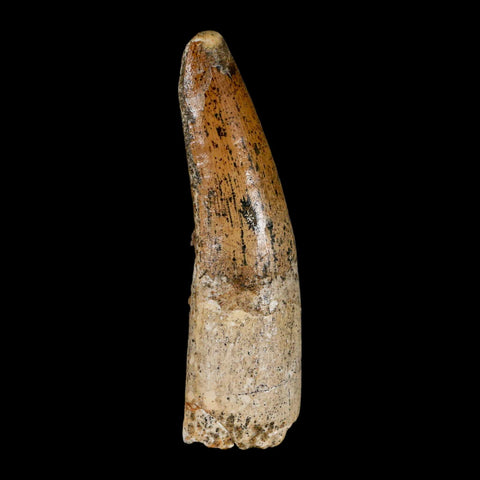 XL 3.3" Spinosaurus Fossil Tooth 100 Million Years Old Cretaceous Dinosaur COA - Fossil Age Minerals