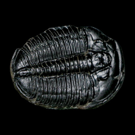 1.5" Elrathia Kingi Trilobite Fossil Utah Cambrian Age 521 Million Years Old COA