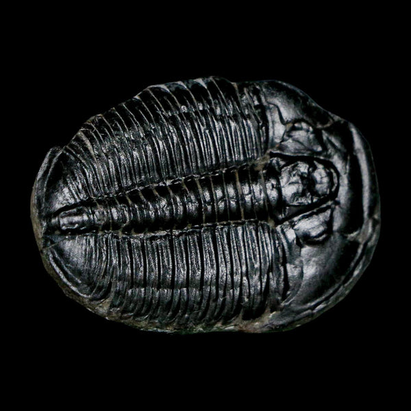 1.5