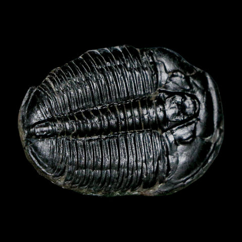 1.5" Elrathia Kingi Trilobite Fossil Utah Cambrian Age 521 Million Years Old COA - Fossil Age Minerals