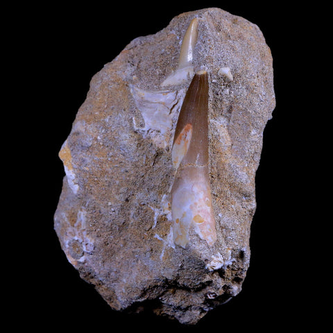 1.9" Plesiosaur Zarafasaura Tooth Fossil In Matrix Cretaceous Dinosaur Era COA - Fossil Age Minerals