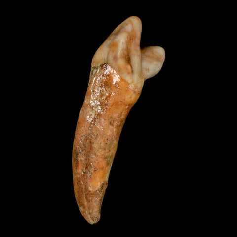 1.9" Extinct Cave Bear Ursus Spelaeus Incisor Tooth Rooted Pleistocene Age COA, Stand - Fossil Age Minerals