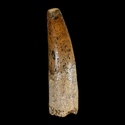 XL 3.3" Spinosaurus Fossil Tooth 100 Million Years Old Cretaceous Dinosaur COA - Fossil Age Minerals