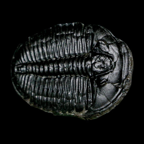 1.5" Elrathia Kingi Trilobite Fossil Utah Cambrian Age 521 Million Years Old COA - Fossil Age Minerals