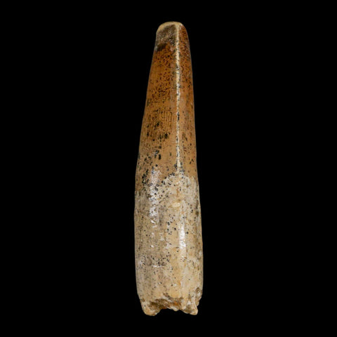 XL 3.3" Spinosaurus Fossil Tooth 100 Million Years Old Cretaceous Dinosaur COA - Fossil Age Minerals