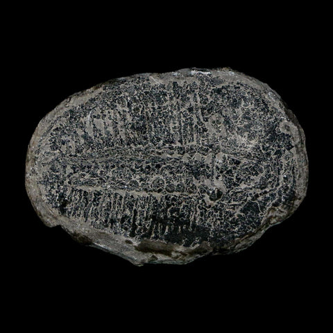 1.5" Elrathia Kingi Trilobite Fossil Utah Cambrian Age 521 Million Years Old COA - Fossil Age Minerals