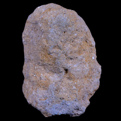 1.9" Plesiosaur Zarafasaura Tooth Fossil In Matrix Cretaceous Dinosaur Era COA - Fossil Age Minerals