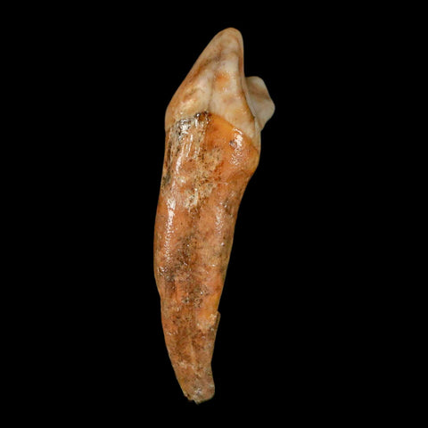 1.9" Extinct Cave Bear Ursus Spelaeus Incisor Tooth Rooted Pleistocene Age COA, Stand - Fossil Age Minerals