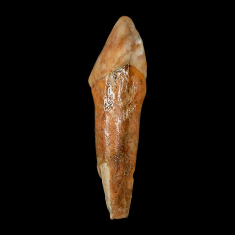 1.9" Extinct Cave Bear Ursus Spelaeus Incisor Tooth Rooted Pleistocene Age COA, Stand - Fossil Age Minerals