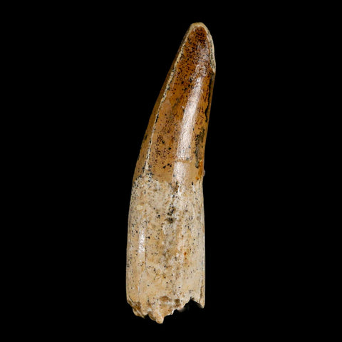 XL 3.3" Spinosaurus Fossil Tooth 100 Million Years Old Cretaceous Dinosaur COA - Fossil Age Minerals