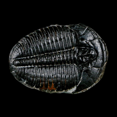 1.4" Elrathia Kingi Trilobite Fossil Utah Cambrian Age 521 Million Years Old COA