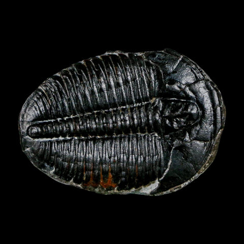 1.4" Elrathia Kingi Trilobite Fossil Utah Cambrian Age 521 Million Years Old COA - Fossil Age Minerals