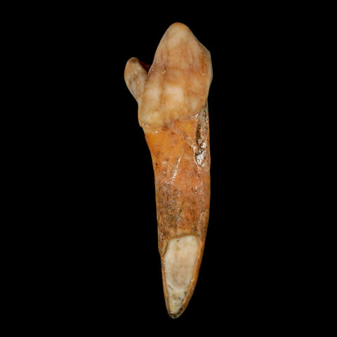 1.9" Extinct Cave Bear Ursus Spelaeus Incisor Tooth Rooted Pleistocene Age COA, Stand - Fossil Age Minerals