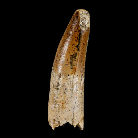 XL 3.3" Spinosaurus Fossil Tooth 100 Million Years Old Cretaceous Dinosaur COA - Fossil Age Minerals