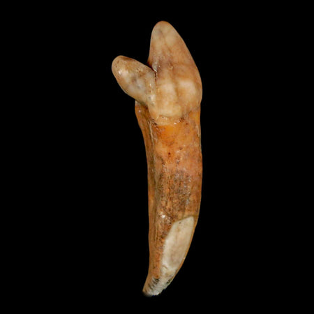 1.9" Extinct Cave Bear Ursus Spelaeus Incisor Tooth Rooted Pleistocene Age COA, Stand