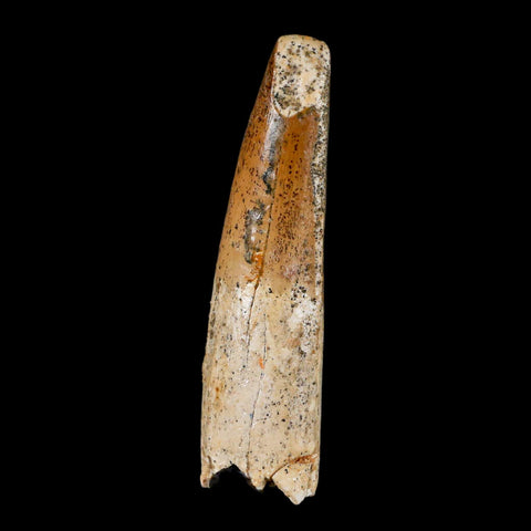 XL 3.3" Spinosaurus Fossil Tooth 100 Million Years Old Cretaceous Dinosaur COA - Fossil Age Minerals