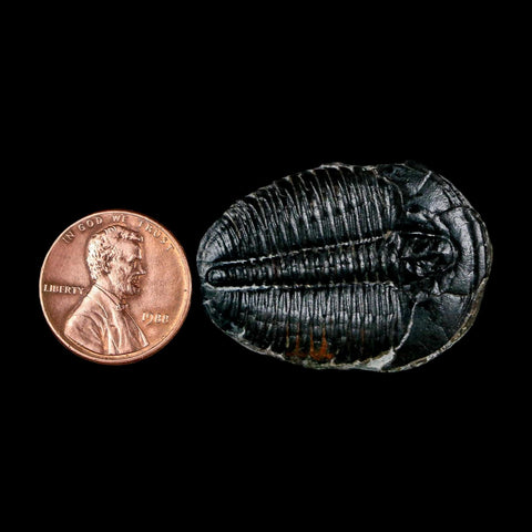 1.4" Elrathia Kingi Trilobite Fossil Utah Cambrian Age 521 Million Years Old COA - Fossil Age Minerals