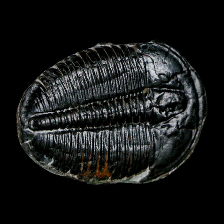 1.4" Elrathia Kingi Trilobite Fossil Utah Cambrian Age 521 Million Years Old COA