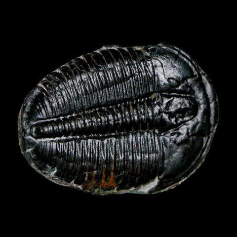 1.4" Elrathia Kingi Trilobite Fossil Utah Cambrian Age 521 Million Years Old COA - Fossil Age Minerals