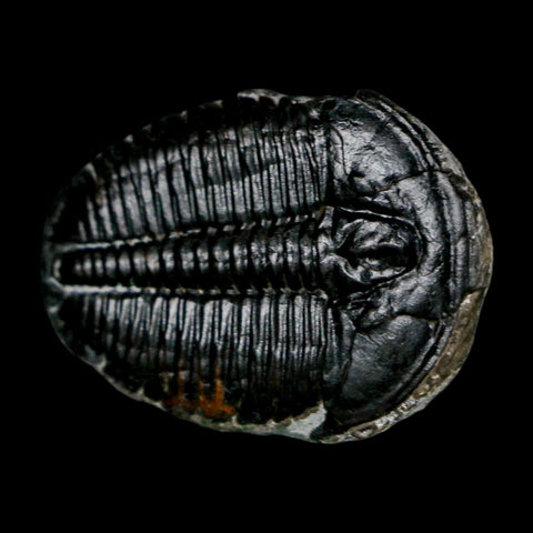 1.4" Elrathia Kingi Trilobite Fossil Utah Cambrian Age 521 Million Years Old COA - Fossil Age Minerals
