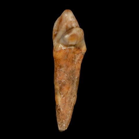 1.9" Extinct Cave Bear Ursus Spelaeus Incisor Tooth Rooted Pleistocene Age COA, Stand - Fossil Age Minerals
