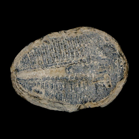 1.4" Elrathia Kingi Trilobite Fossil Utah Cambrian Age 521 Million Years Old COA - Fossil Age Minerals