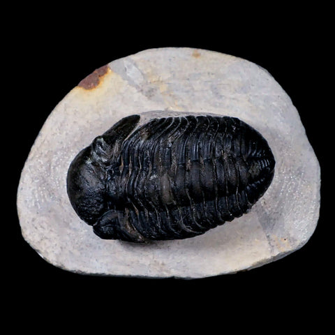 2.4" Phacops Boeckops Stelcki Trilobite Fossil Devonian Age Arthropod Morocco COA - Fossil Age Minerals