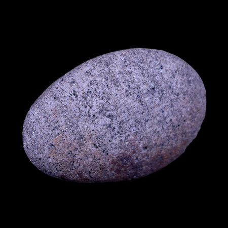 1.9" Sauropod Dinosaur Stomach Stone Gastrolith Rock Gizzard Stone COA