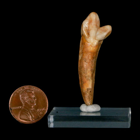 1.9" Extinct Cave Bear Ursus Spelaeus Incisor Tooth Rooted Pleistocene Age COA, Stand - Fossil Age Minerals